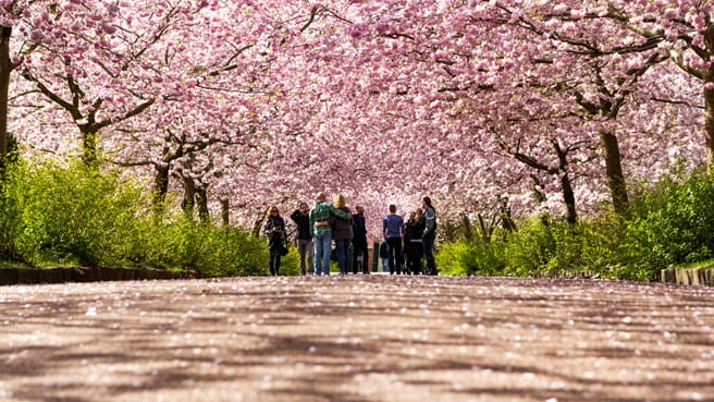 Kirsebærtræerne der blomstrer på Bispebjerg Kirkegaard | Photo by: Thomas Rousing | Source: Visit Denmark