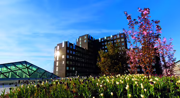 En moderne bygning med mørk, geometrisk arkitektur står mod en blå himmel. I forgrunden har en frodig have blomstrende lyserøde kirsebærblomster og en seng af hvide og mørke tulipaner, hvilket skaber en levende, kontrastfuld scene.