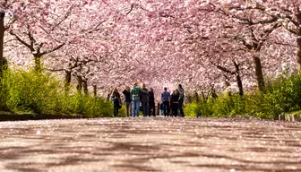 Kirsebærtræerne der blomstrer på Bispebjerg Kirkegaard