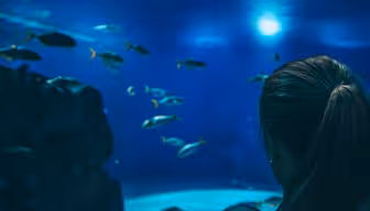 En person med en hestehale holder en baby, mens han ser på et akvarium fyldt med forskellige fisk, der svømmer i et dybblåt vand. Scenen er blødt oplyst, hvilket fremhæver undervandsmiljøet.