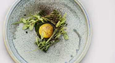 Et grønt fad garneret med urter, mikrogrønt og græslignende planter er centreret på en plettet blå keramisk tallerken. En levende gul æggeblomme drysset med sort peber sidder blandt de grønne. Pladen er sat mod en lysegrå baggrund.